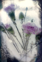 Lavender Carnations in Ice